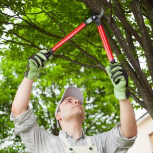 %Focuskw% | Divine tree trimming